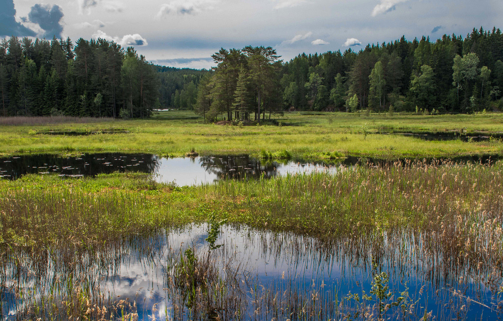 Forest Wetland by bjorbrei