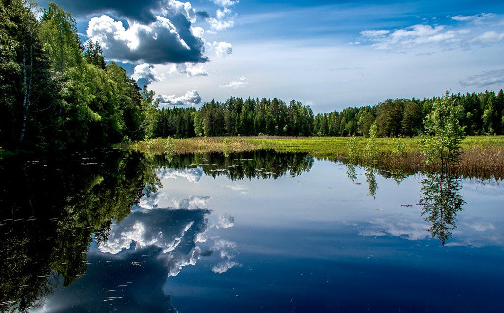 Forest Wetland 4 by bjorbre - Photos of Norway