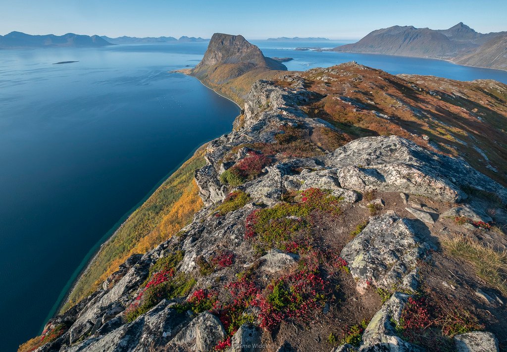 Elgen i høstsol by Arne Wi