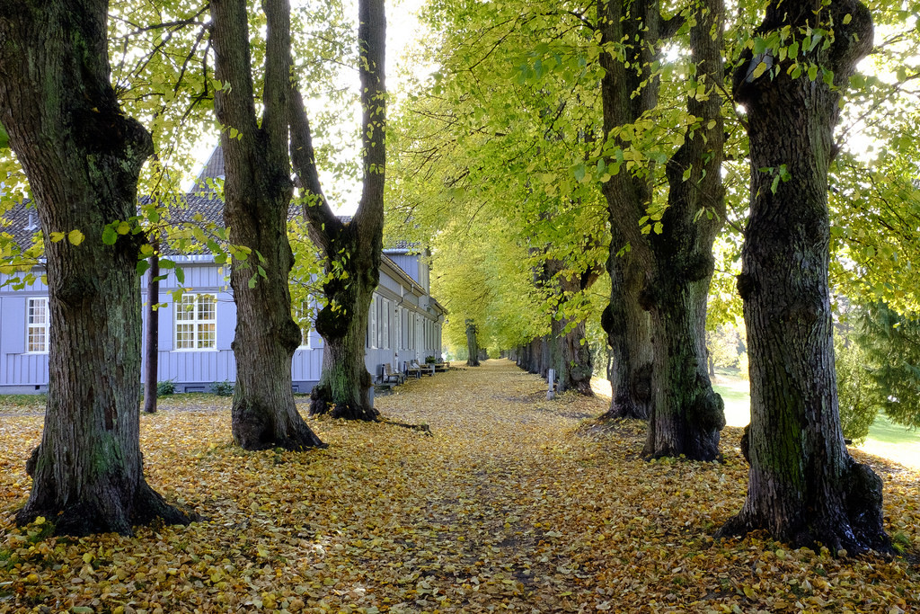Last day before all leaves