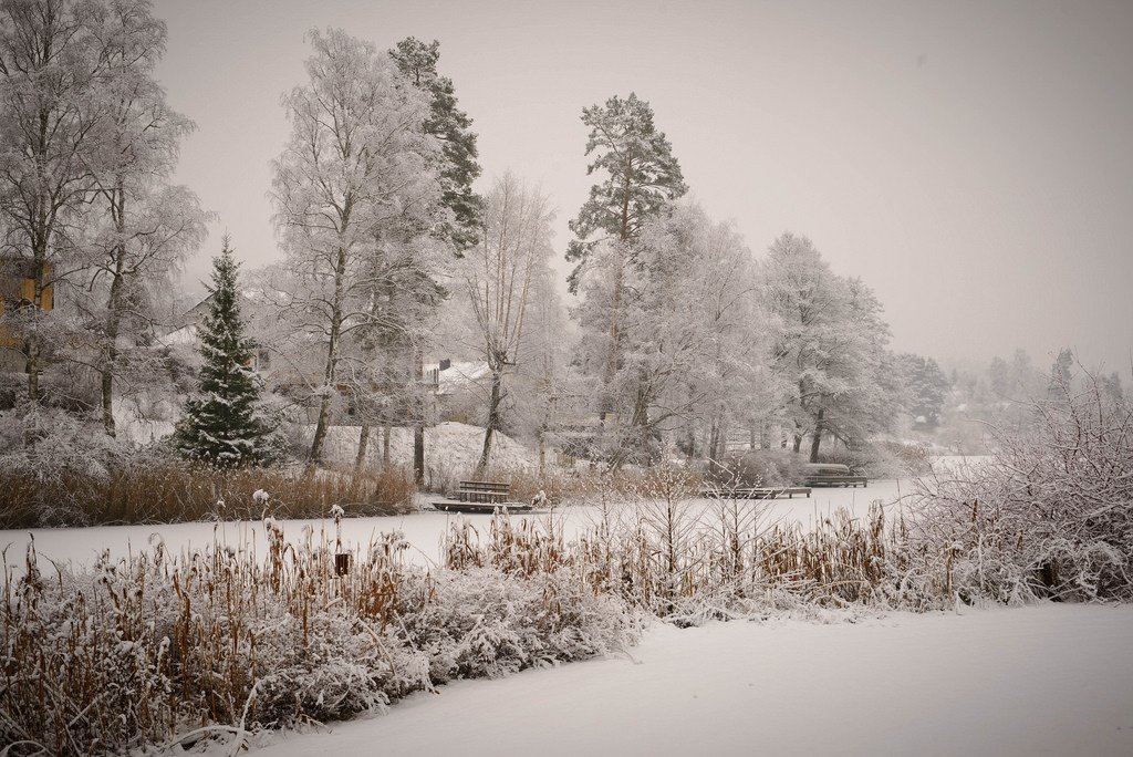 winter in my garden by expa