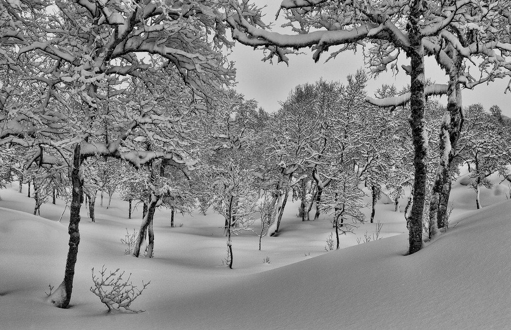 Mountainforest covered with