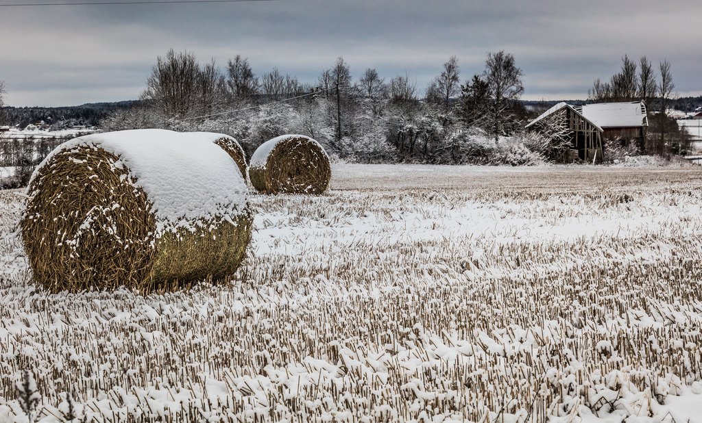 Too late for harvest by Tho