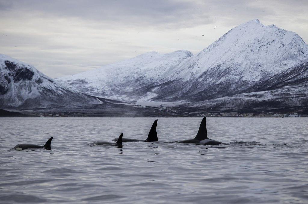 Orca, Northern Norway Fjord