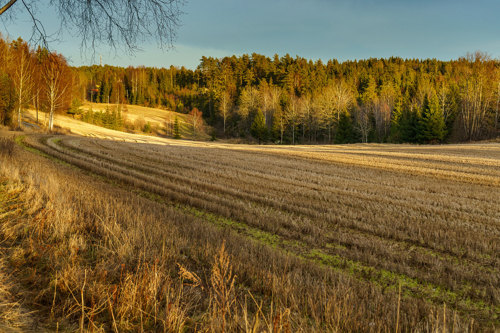 Jorder ved Blåsopp by jech