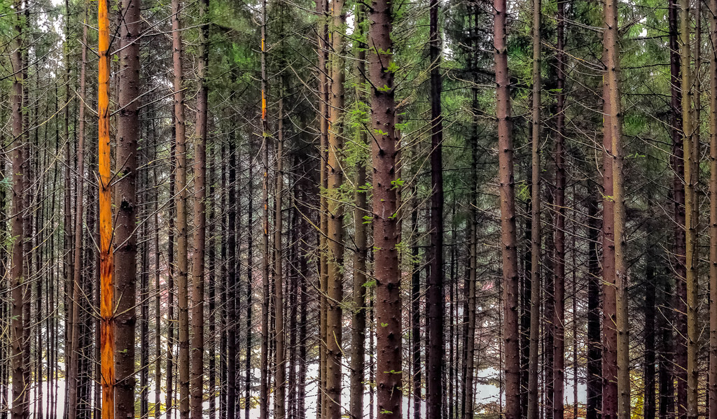 Wood by Terje T  <a h<a href="