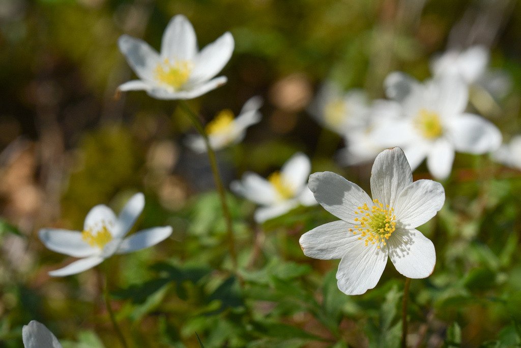 ❀ Archive Beauties ❀ by