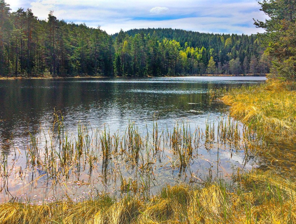 Forest Tranquility by bjorb