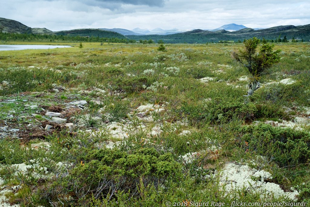 Venabygdsfjellet by Sigurd