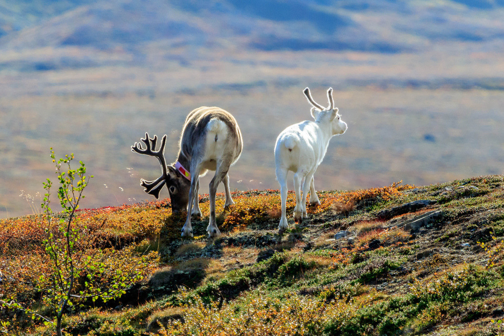 Reindeer by Frode….
