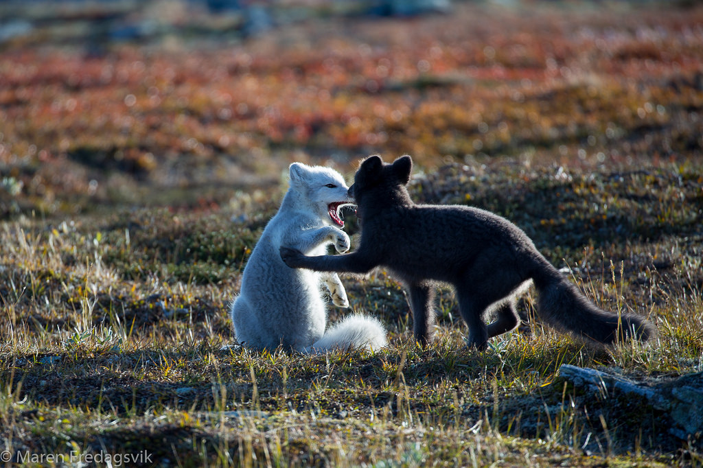 Fjellrev – Arctic fox by Ma