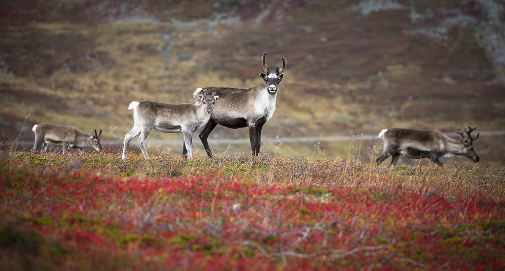 autumn in Finnmark by ela d
