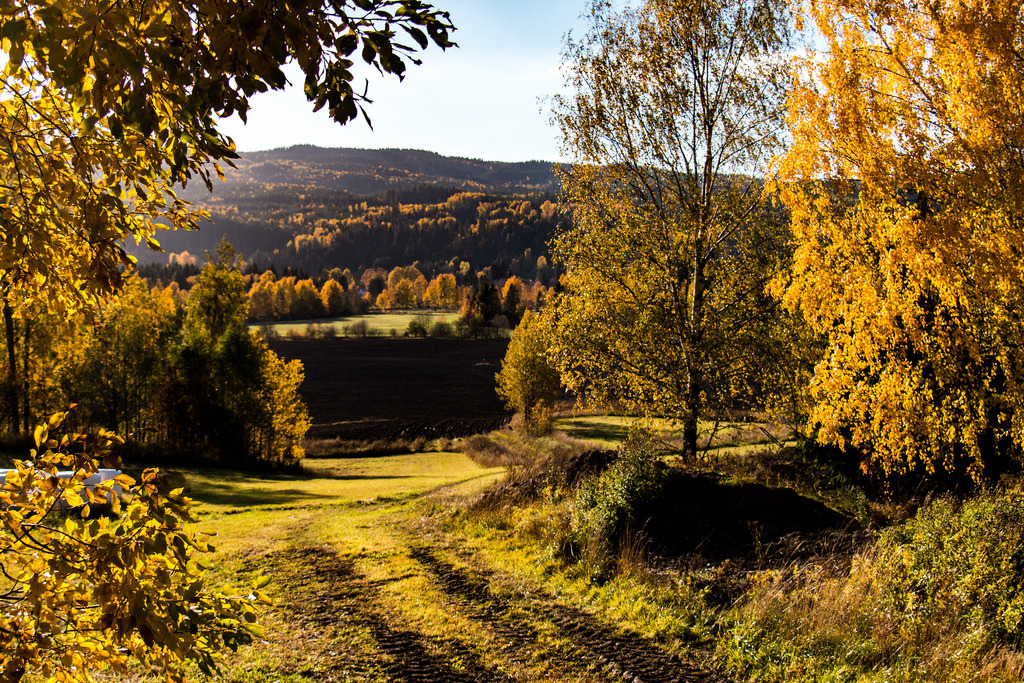 Fall in Nittedal by langdon