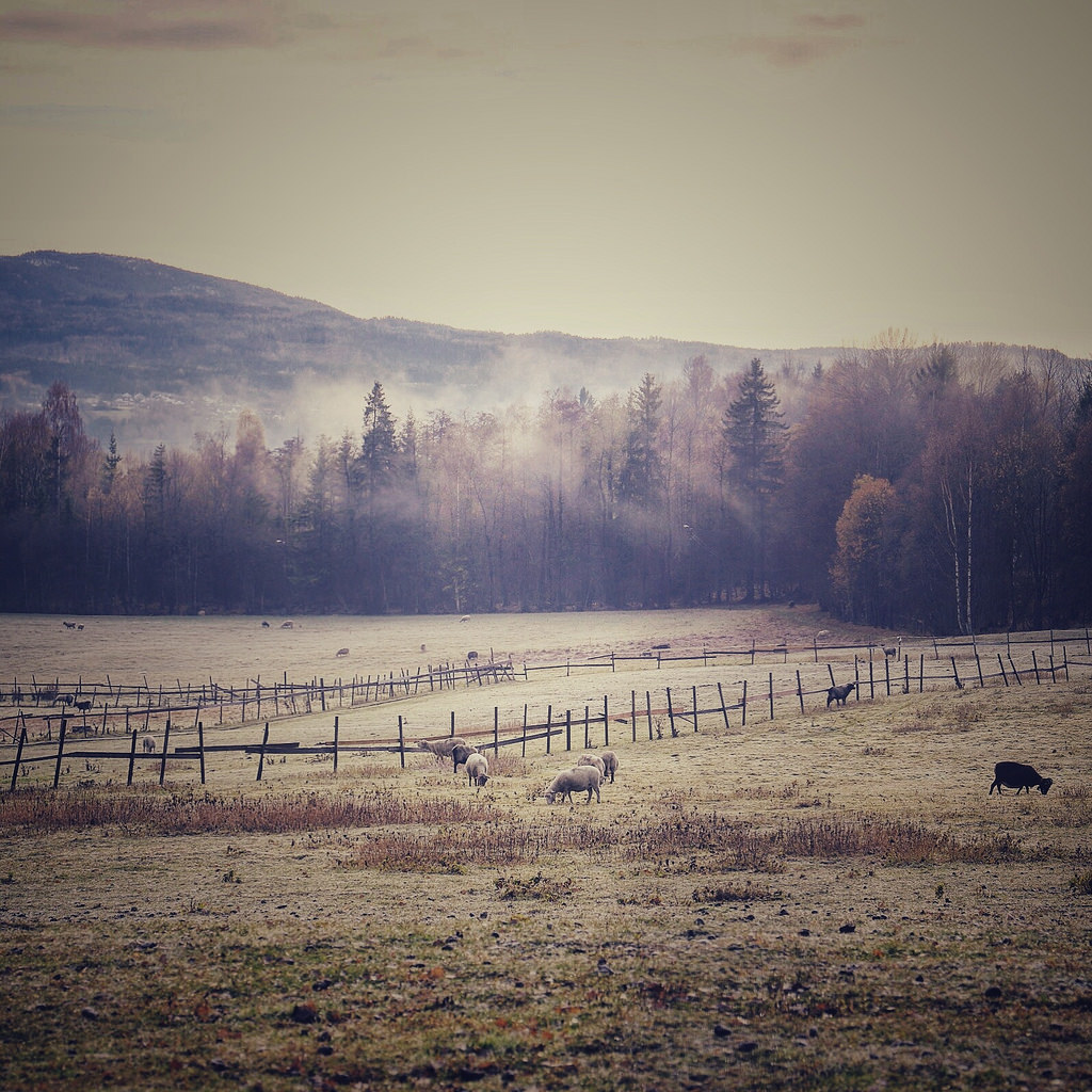 Misty morning by malillea