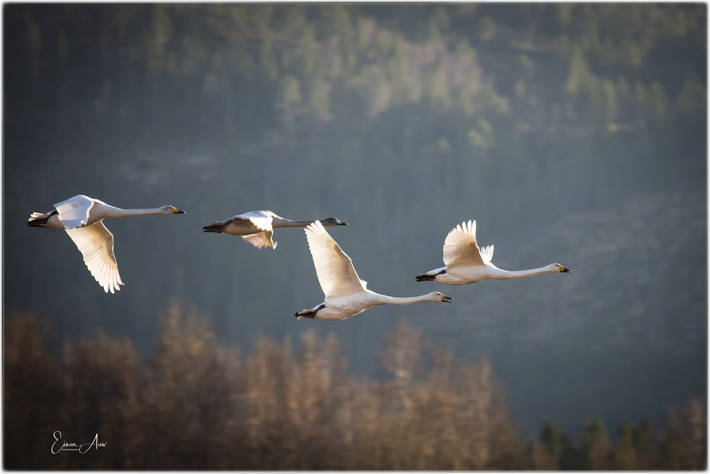 Swans by Einar Aas  <a h<a href