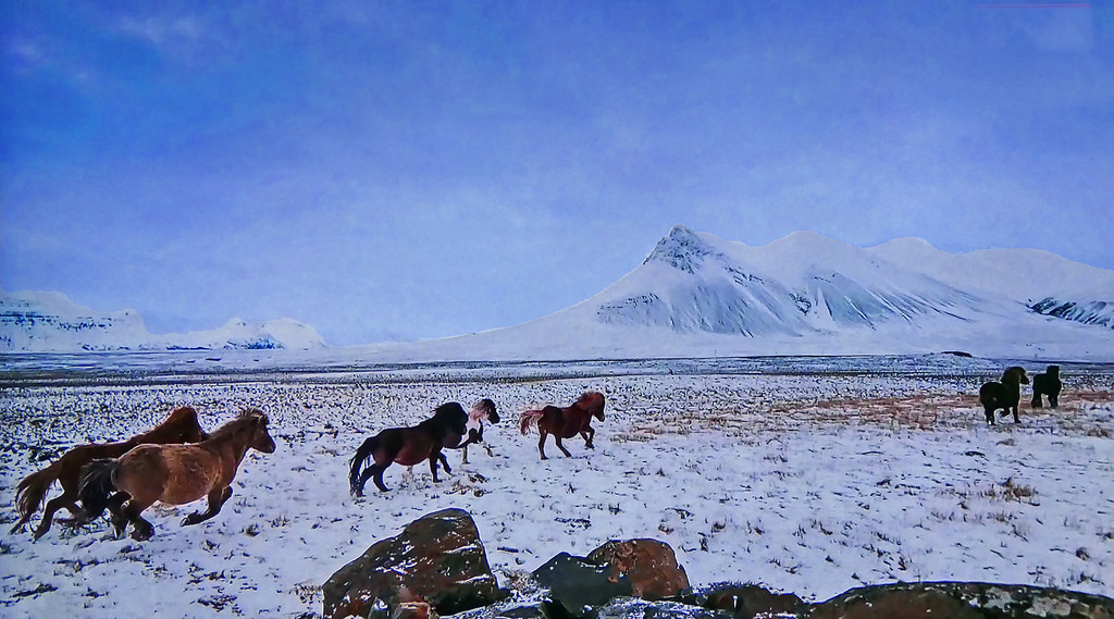 Norway – Gallop of horses b
