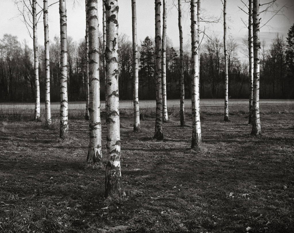 Birch by Geir Bakken Linhof