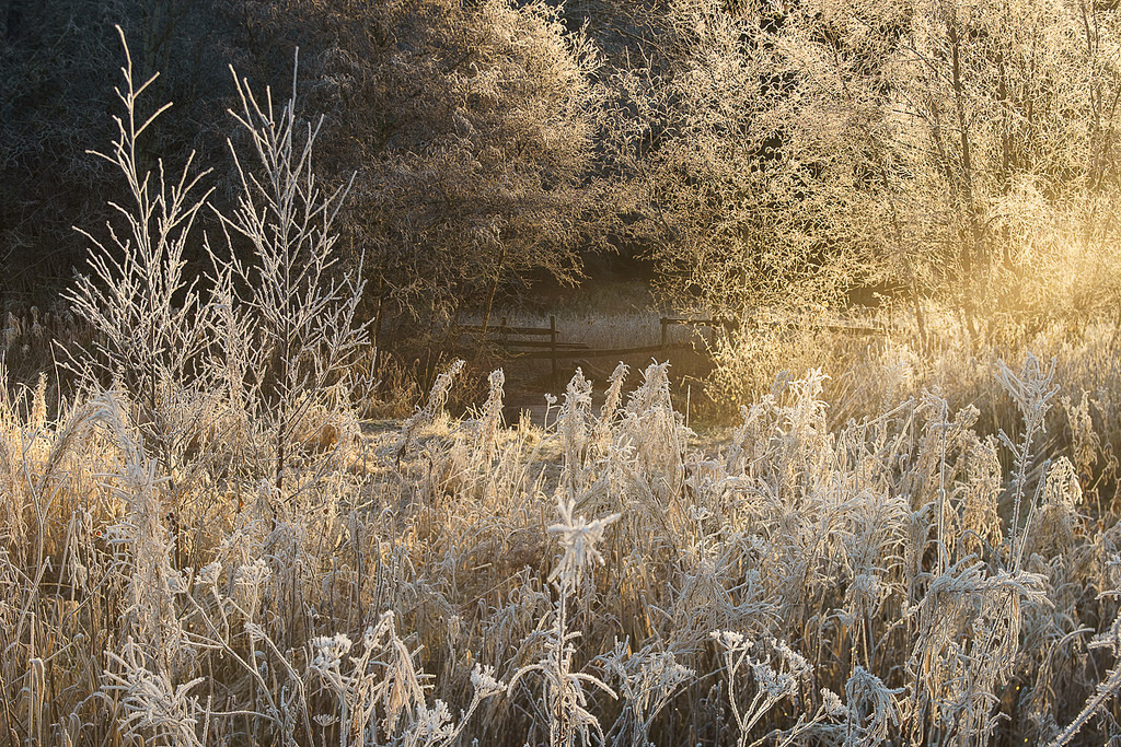 Beautiful frost by Helena N