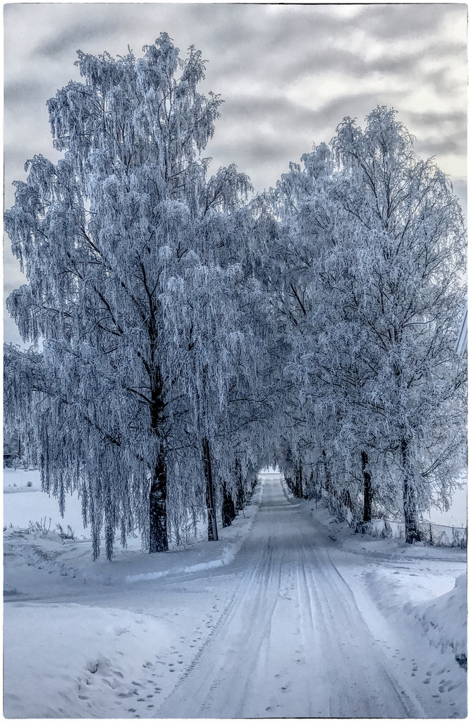 Winter by Tor Einar Anderse