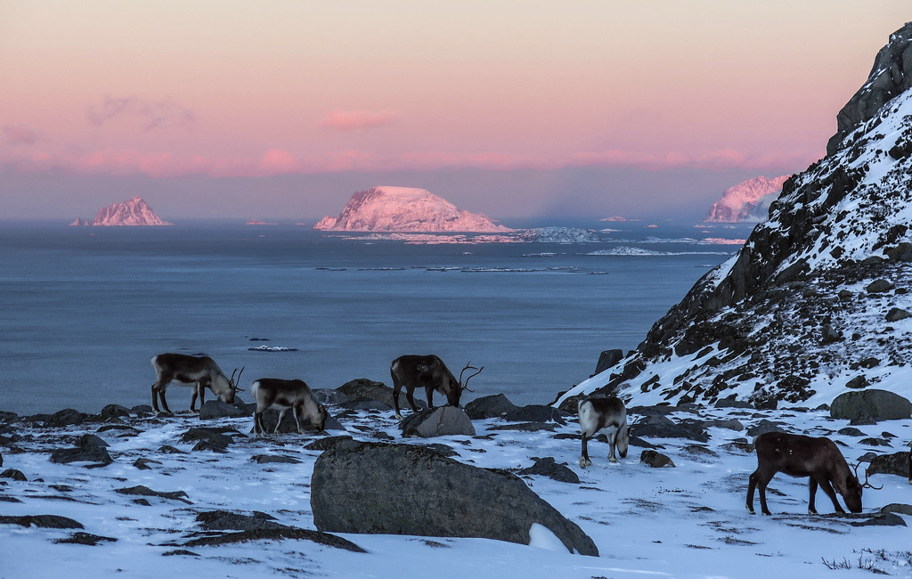 January in the Arctic. A ch