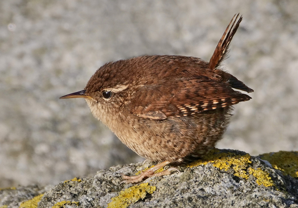 Winter Wren by Arnt Kvinnes