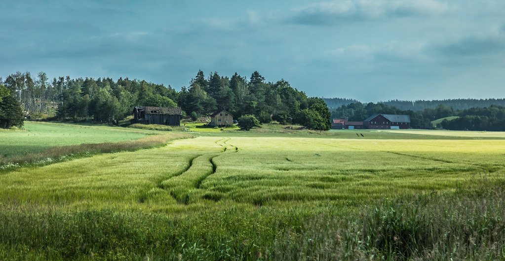 Tracks in the field by Thor