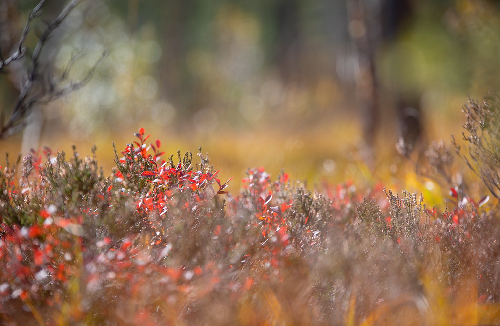 Colour of autumn, Nissedal,