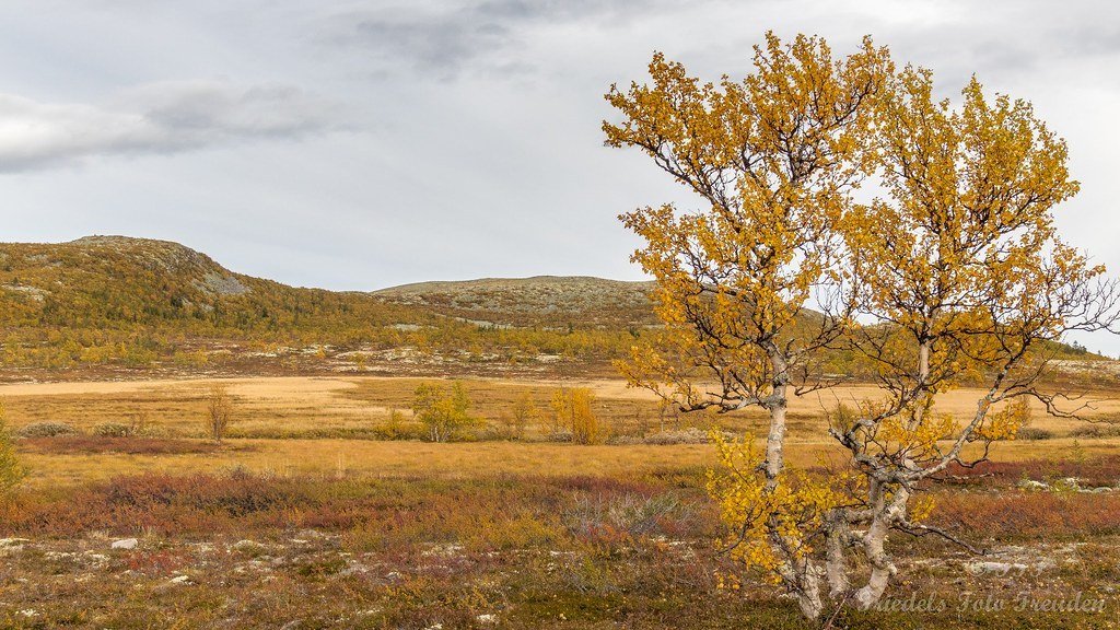 Autum on vinjevegen in norw