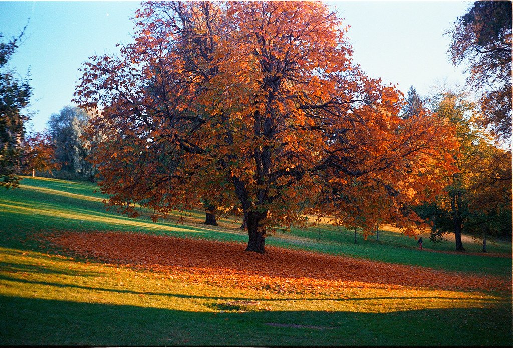 Late autumn colors by Babak