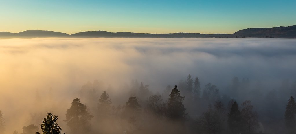 Trees in the fog by Thor Ed