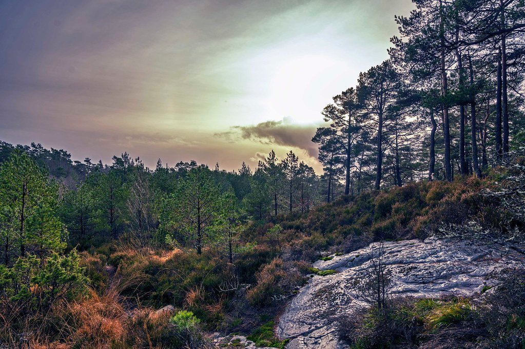 My forest in Norway by gorm