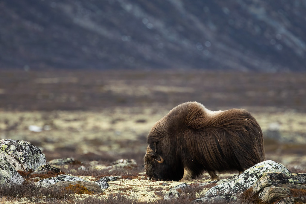 Moskus – Musk Ox by Robert