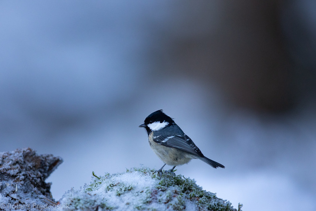 Svartmeis – Coal tit by Rob