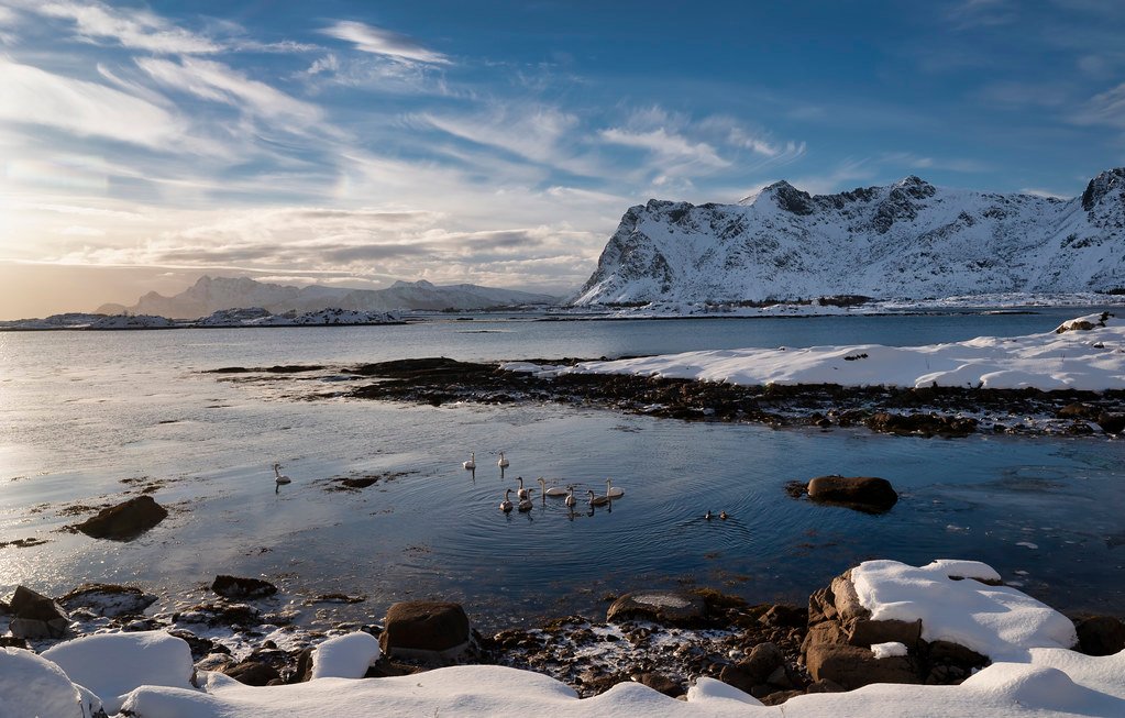 Swans in fjord, Lofoten 202