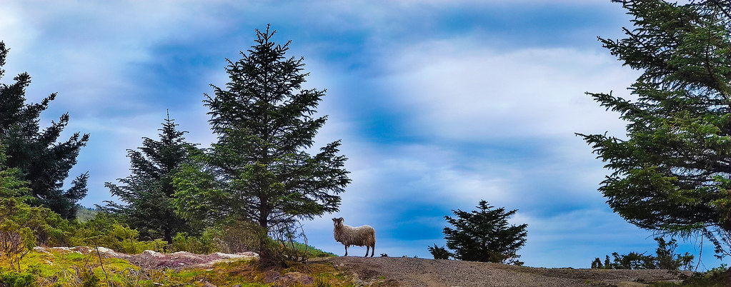 The guardian with 3 legs by