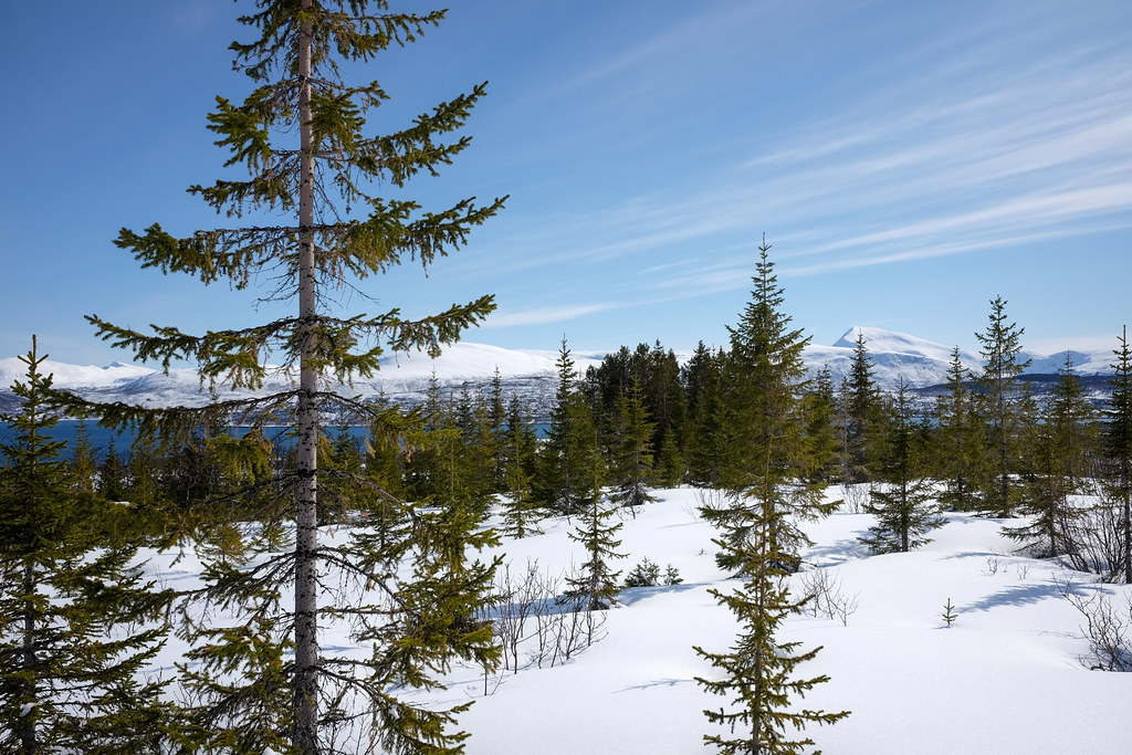 Invasive speices in Arctic