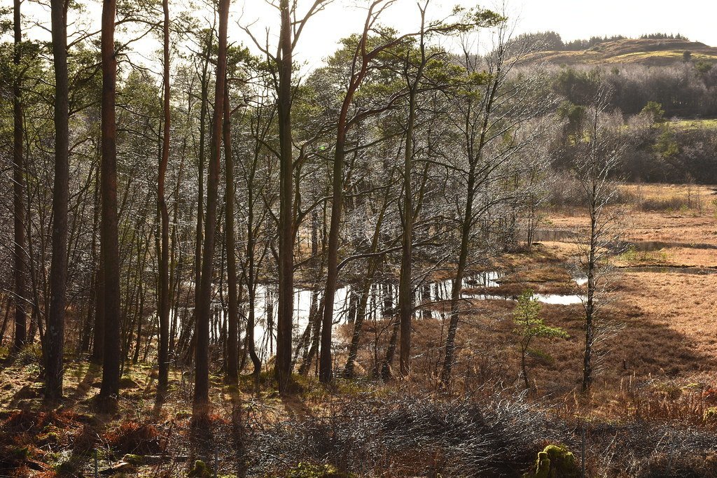 Sunshine on wet pine trees